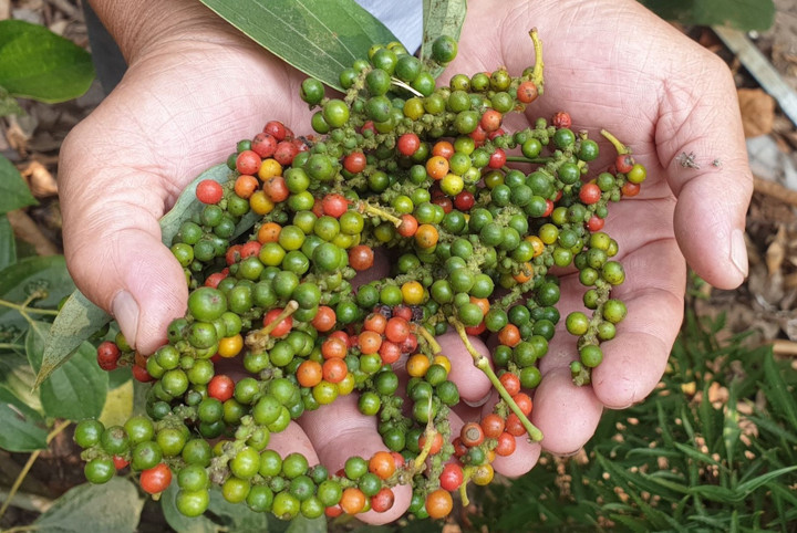 Giá tiêu hôm nay 4/12: Ổn định trong mức 60.000 - 63.000 đồng/kg - 1