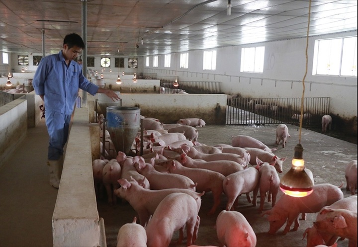 Giá heo hơi hôm nay 5/12: Đi ngang trên diện rộng - 2
