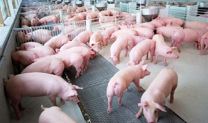 Giá heo hơi hôm nay 6/12: Tiếp tục đà ổn định - 1