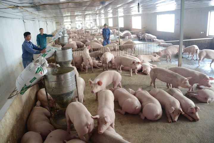 Giá heo hơi hôm nay 6/12: Tiếp tục đà ổn định - 2