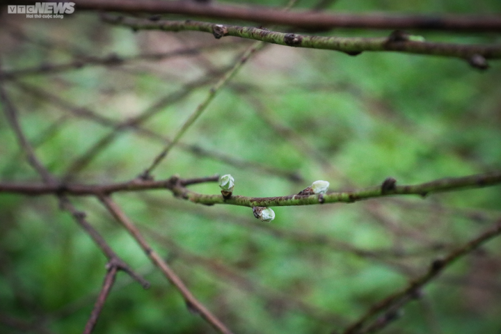 Trời rét đậm, người trồng đào ở Hà Tĩnh phấn khởi chờ ngày đếm tiền - 3