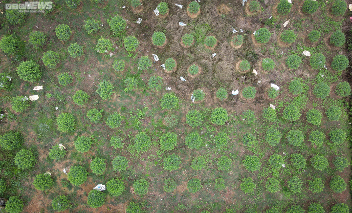 Trời rét đậm, người trồng đào ở Hà Tĩnh phấn khởi chờ ngày đếm tiền - 10