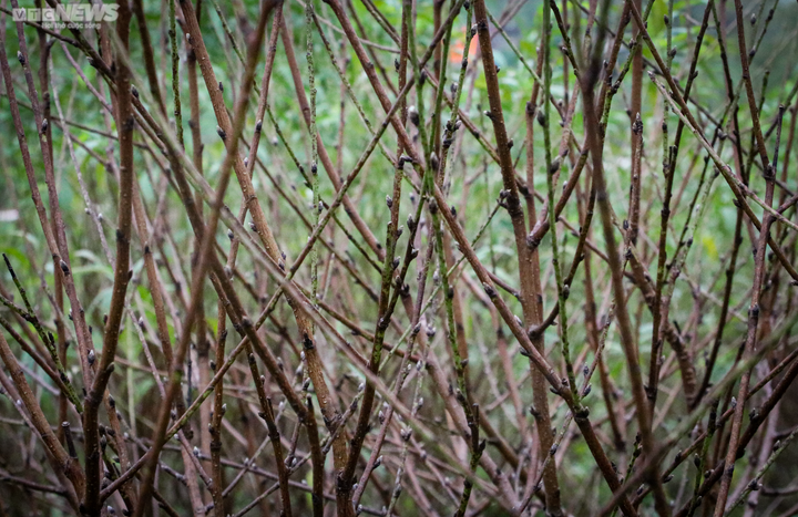 Trời rét đậm, người trồng đào ở Hà Tĩnh phấn khởi chờ ngày đếm tiền - 7