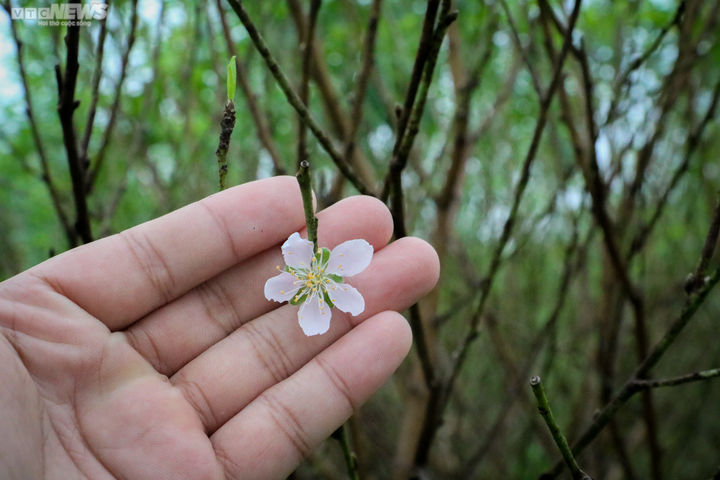 Trời rét đậm, người trồng đào ở Hà Tĩnh phấn khởi chờ ngày đếm tiền - 6