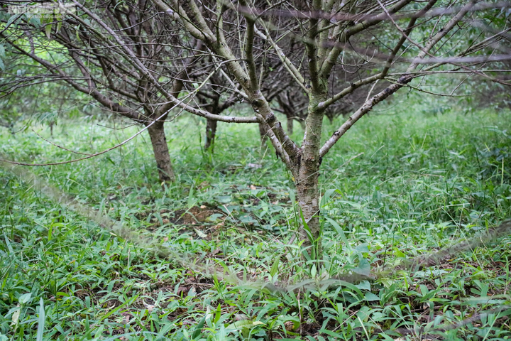 Trời rét đậm, người trồng đào ở Hà Tĩnh phấn khởi chờ ngày đếm tiền - 9