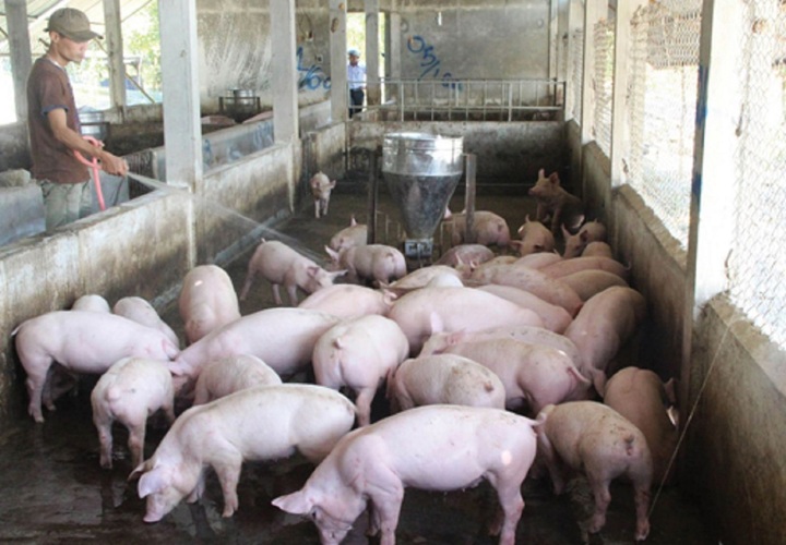 Giá heo hơi hôm nay 8/12: Giảm tiếp 1.000 - 3.000 đồng/kg - 1