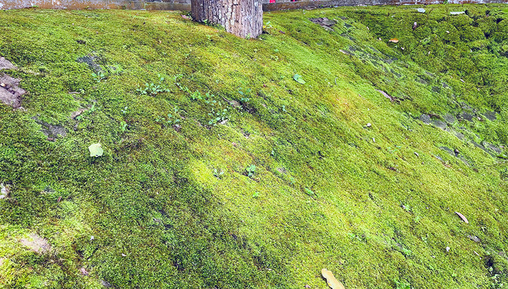 Tượng Phật bốn tay và hai bia đá kỳ bí ở chùa Linh Sơn - 6