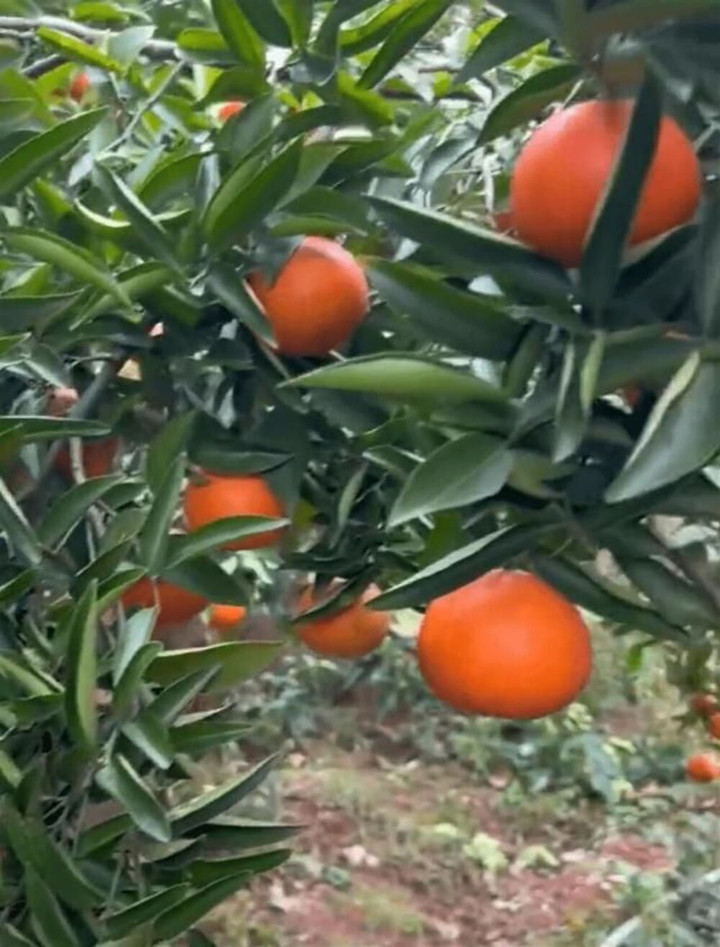 Thương cụ ông bán cam giữa gió lạnh nên mua giúp, nhóm bạn sốc khi thấy nơi cụ ở - 3