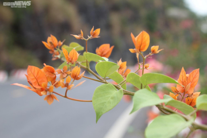 Ngắm cung đường tuyệt đẹp xuyên đảo ngọc đón giải OneWay Marathon Cát Bà 2022 - 7