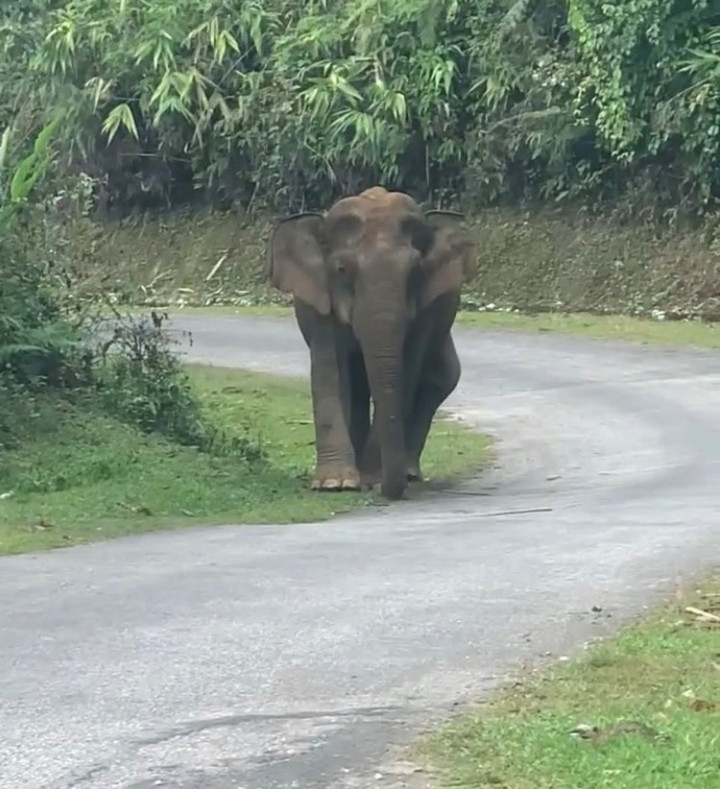 Voi rừng xuất hiện gần khu dân cư tại Nghệ An - 1