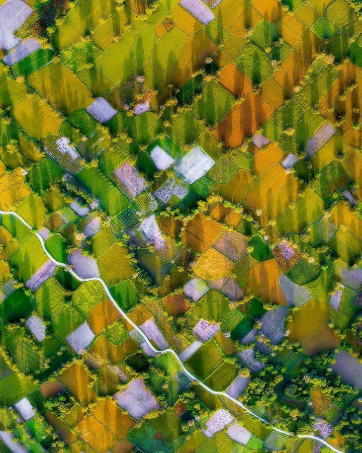 Cánh đồng độc đáo nhất miền Tây đẹp như tranh vẽ với các thửa ruộng màu sắc - 3