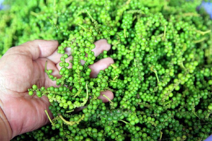 Giá tiêu hôm nay 14/12: Đồng loạt giảm mạnh - 1