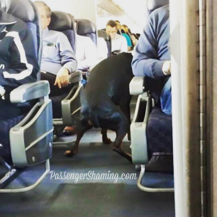 Những tình huống kỳ quặc xuất hiện trên máy bay mà không ai muốn gặp phải - 8