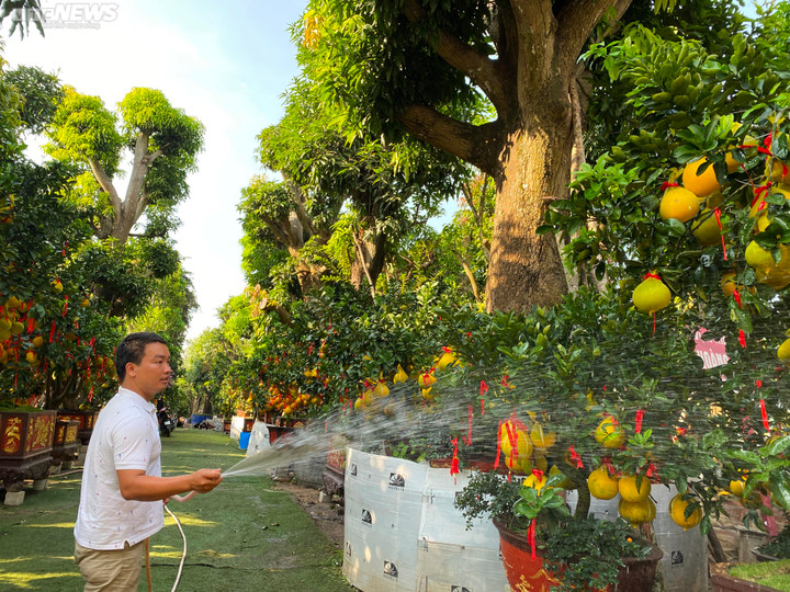 Bưởi Diễn vượt nghìn km vào TP.HCM đón Tết sớm, có cây hơn 150 quả vàng óng - 2