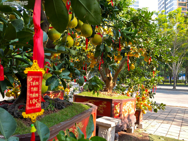 Bưởi Diễn vượt nghìn km vào TP.HCM đón Tết sớm, có cây hơn 150 quả vàng óng - 1