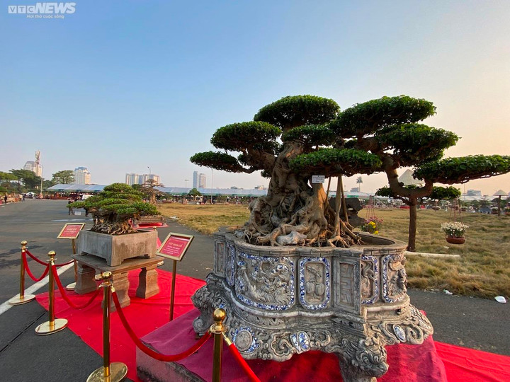 Chiêm ngưỡng cây sanh cổ giá siêu đắt 10 tỷ đồng - 4