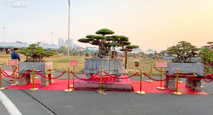 Chiêm ngưỡng cây sanh cổ giá siêu đắt 10 tỷ đồng - 1