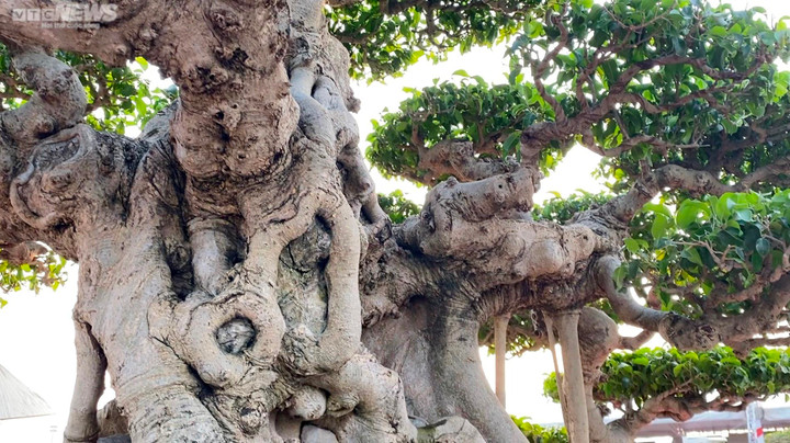 Chiêm ngưỡng cây sanh cổ giá siêu đắt 10 tỷ đồng - 5