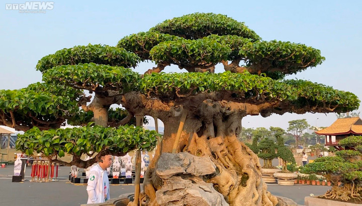 Chiêm ngưỡng cây sanh cổ giá siêu đắt 10 tỷ đồng - 2