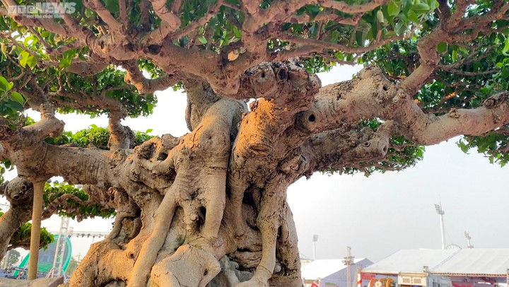 Chiêm ngưỡng cây sanh cổ giá siêu đắt 10 tỷ đồng - 3