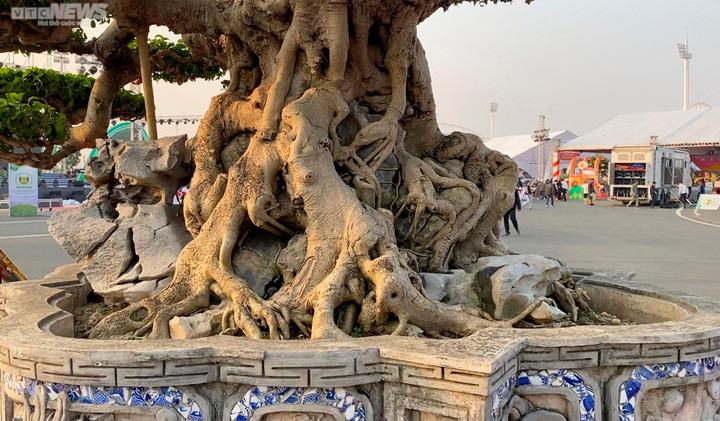 Chiêm ngưỡng cây sanh cổ giá siêu đắt 10 tỷ đồng - 6