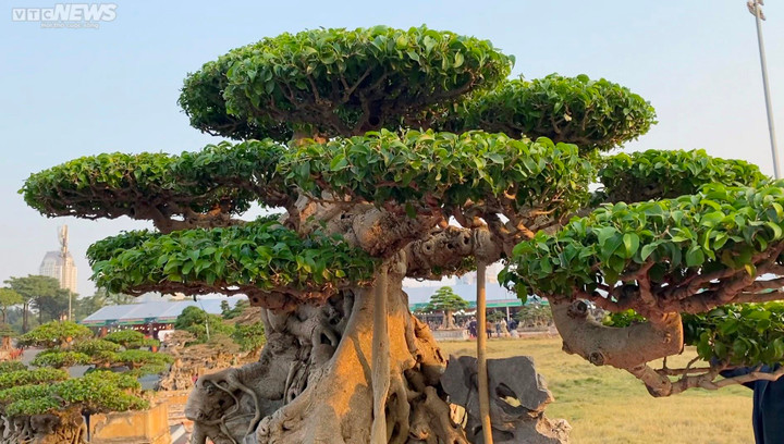 Chiêm ngưỡng cây sanh cổ giá siêu đắt 10 tỷ đồng - 7