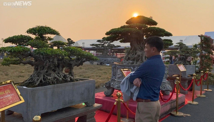 Chiêm ngưỡng cây sanh cổ giá siêu đắt 10 tỷ đồng - 8