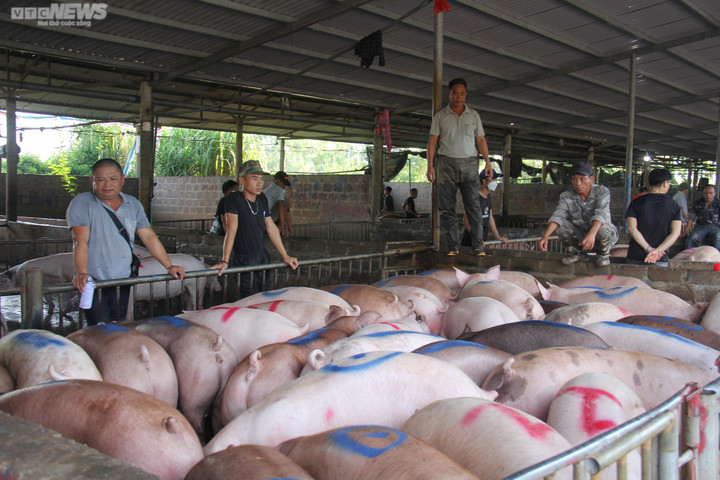 Giá heo hơi hôm nay 17/12: Ổn định trên cả nước - 1