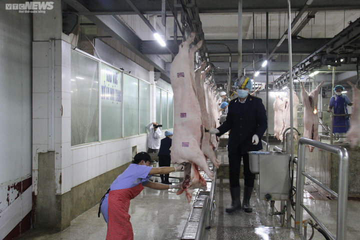 Giá heo hơi hôm nay 17/12: Ổn định trên cả nước - 2