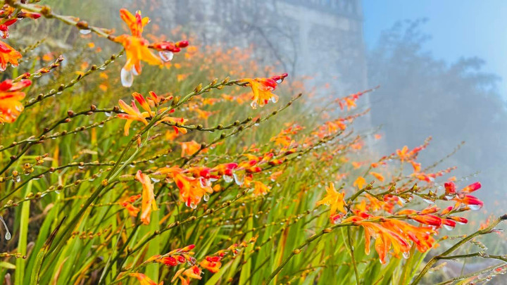 Nhiệt độ xuống dưới 0 độ C, đỉnh Fansipan xuất hiện băng giá - 3