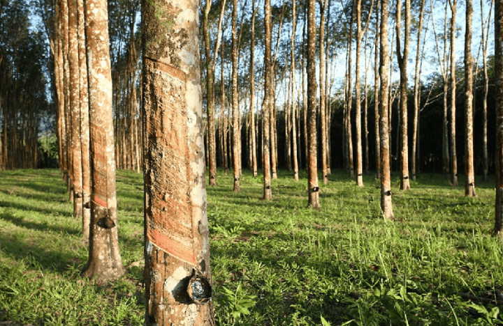 Bình Dương: Chủ tịch UBND huyện Phú Giáo bị kiện - 2