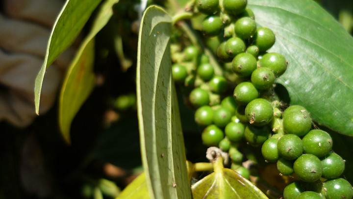 Giá tiêu hôm nay 20/12: Ổn định trong mức 57.000 - 60.000 đồng/kg - 1