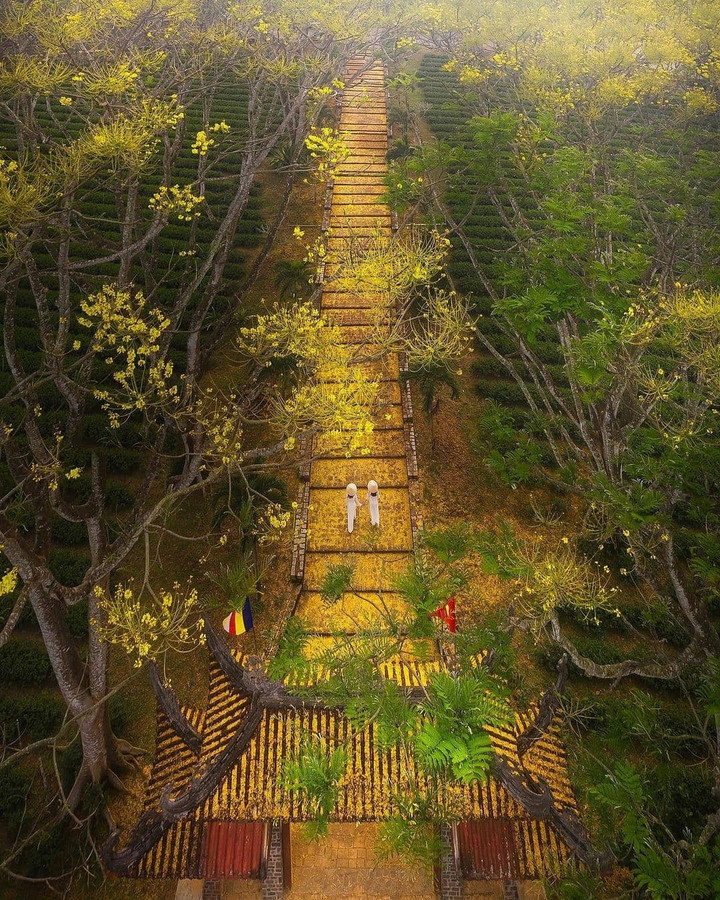 Khung cảnh lãng mạn như phim ở tu viện Bát Nhã khi mùa phượng vàng nở - 4