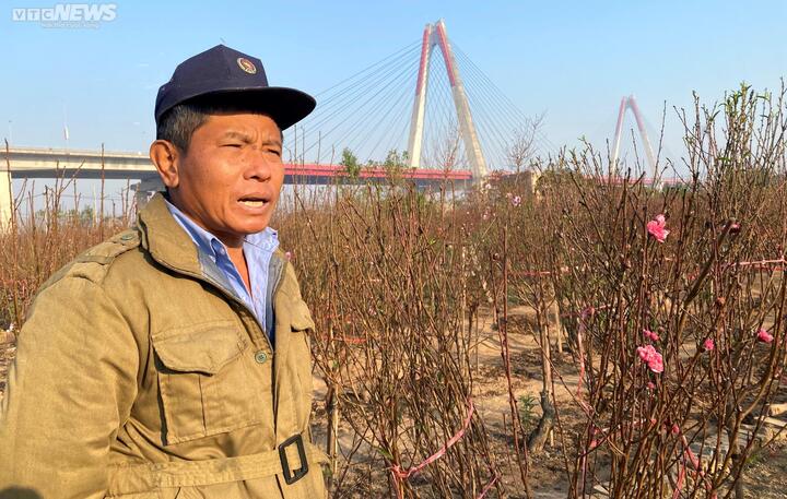 Đào Nhật Tân sớm nở rộ, nông dân thấp thỏm ngóng Tết - 2