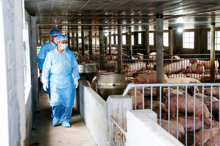 Giá heo hơi hôm nay 21/12: Thị trường ổn định, tăng giảm không đáng kể - 2