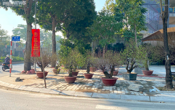 Đào, quất, bưởi Tết giá trăm triệu đồng tràn xuống phố phường Hà Nội - 5