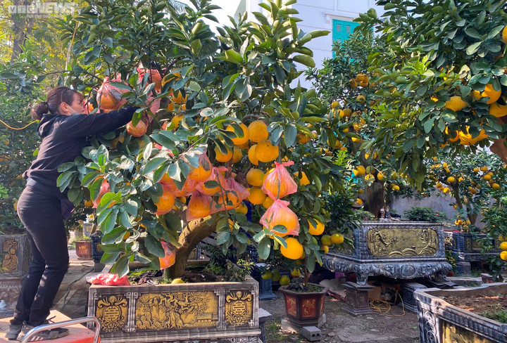 Đào, quất, bưởi Tết giá trăm triệu đồng tràn xuống phố phường Hà Nội - 2
