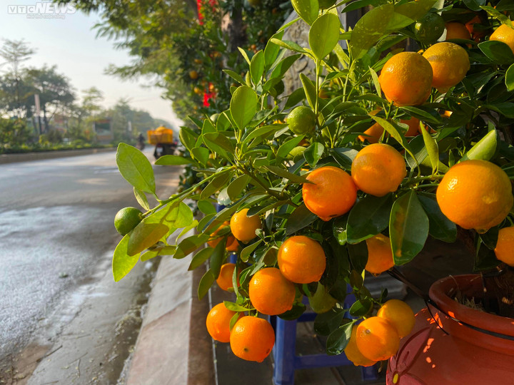 Đào, quất, bưởi Tết giá trăm triệu đồng tràn xuống phố phường Hà Nội - 3