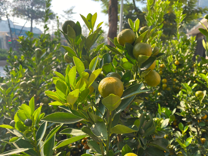 Đào, quất, bưởi Tết giá trăm triệu đồng tràn xuống phố phường Hà Nội - 4