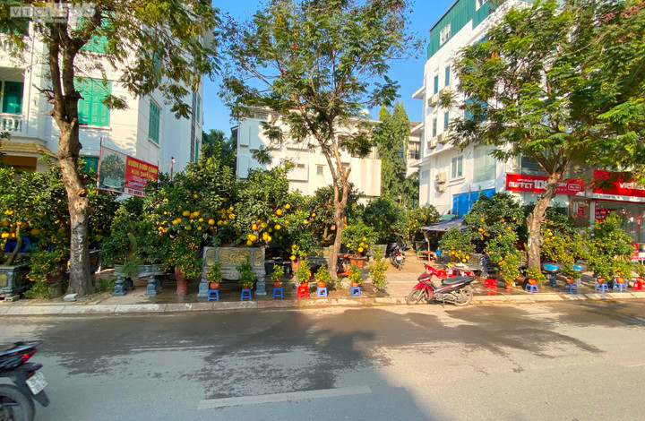 Đào, quất, bưởi Tết giá trăm triệu đồng tràn xuống phố phường Hà Nội - 1