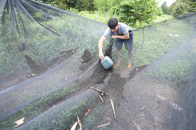 Chuyện lạ: Làm nhà 'trên trời' hứng... phân dơi - 3