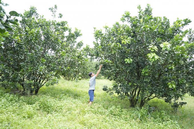 Chuyện lạ: Làm nhà 'trên trời' hứng... phân dơi - 6