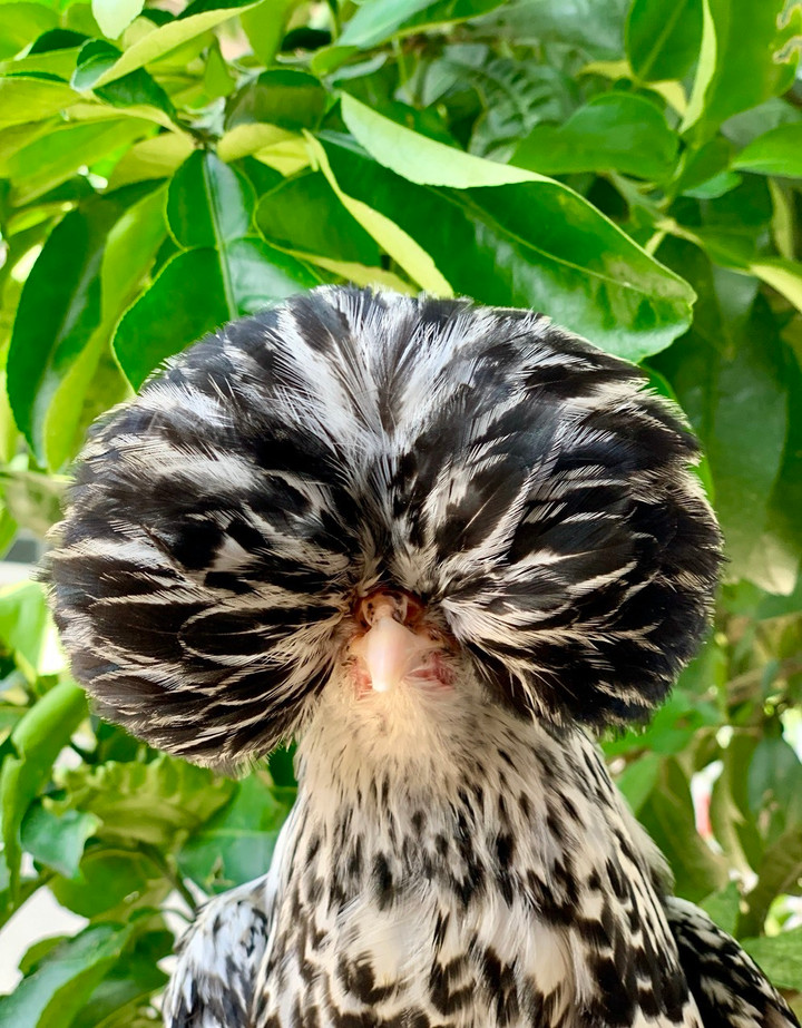 Quà biếu Tết siêu độc dị: Gà sư tử Ba Lan giá gần chục triệu đồng - 4