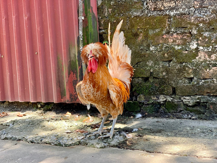 Quà biếu Tết siêu độc dị: Gà sư tử Ba Lan giá gần chục triệu đồng - 8