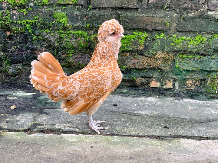 Quà biếu Tết siêu độc dị: Gà sư tử Ba Lan giá gần chục triệu đồng - 9