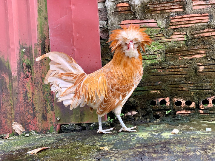 Quà biếu Tết siêu độc dị: Gà sư tử Ba Lan giá gần chục triệu đồng - 5