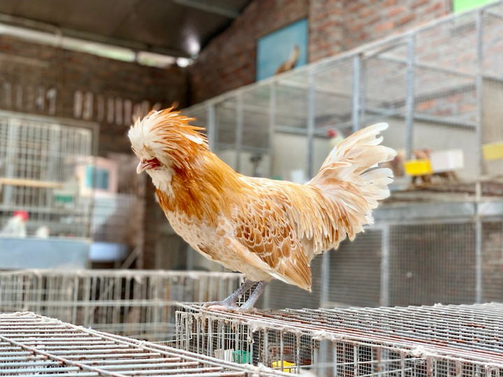 Quà biếu Tết siêu độc dị: Gà sư tử Ba Lan giá gần chục triệu đồng - 2