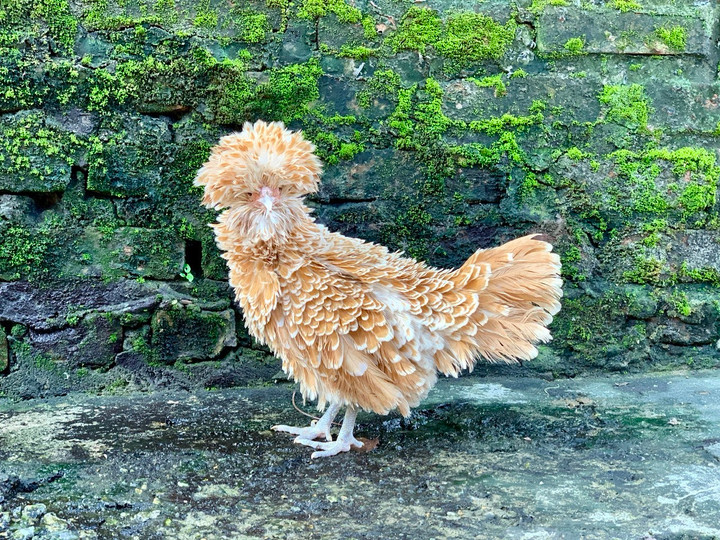 Quà biếu Tết siêu độc dị: Gà sư tử Ba Lan giá gần chục triệu đồng - 7