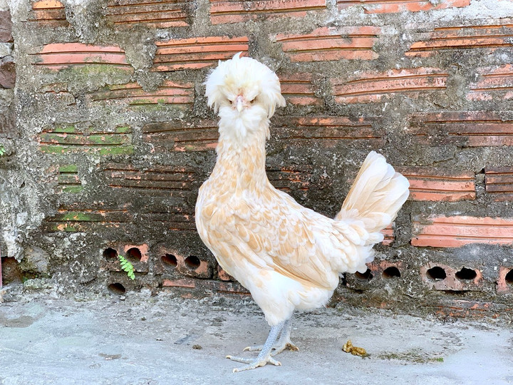 Quà biếu Tết siêu độc dị: Gà sư tử Ba Lan giá gần chục triệu đồng - 3