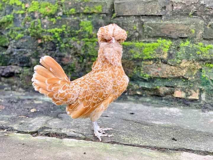 Quà biếu Tết siêu độc dị: Gà sư tử Ba Lan giá gần chục triệu đồng - 6